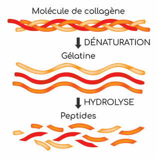 Illustration de l'hydrolyse en fragments de collagène