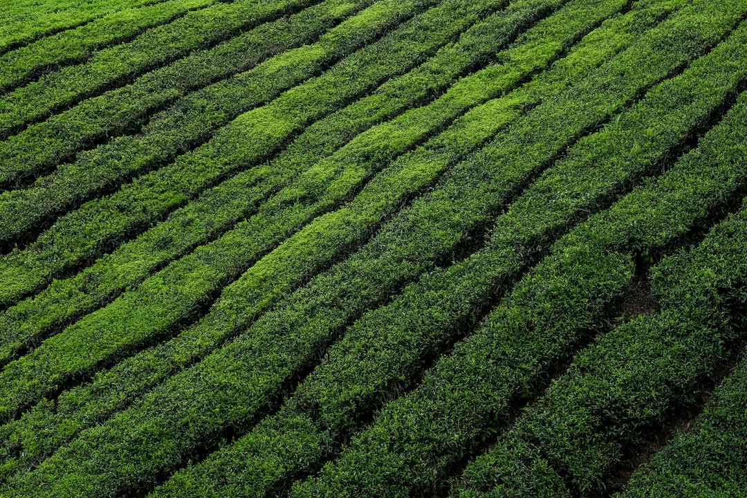 tea plantation