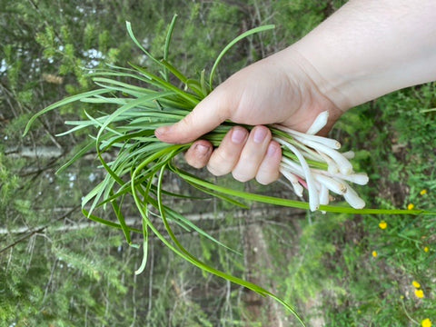 Madelines hand holding a handful of clean, freshly gathered wild onions with the forest in the background