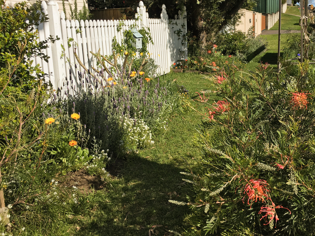 amble and twine dried flowers australia how a gardening australia episode changed my life