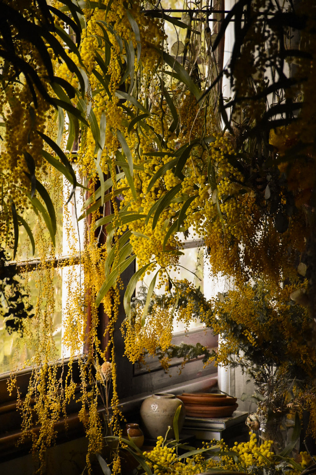 amble and twine dried flowers australia wattle season how to dry and create with australian acacias