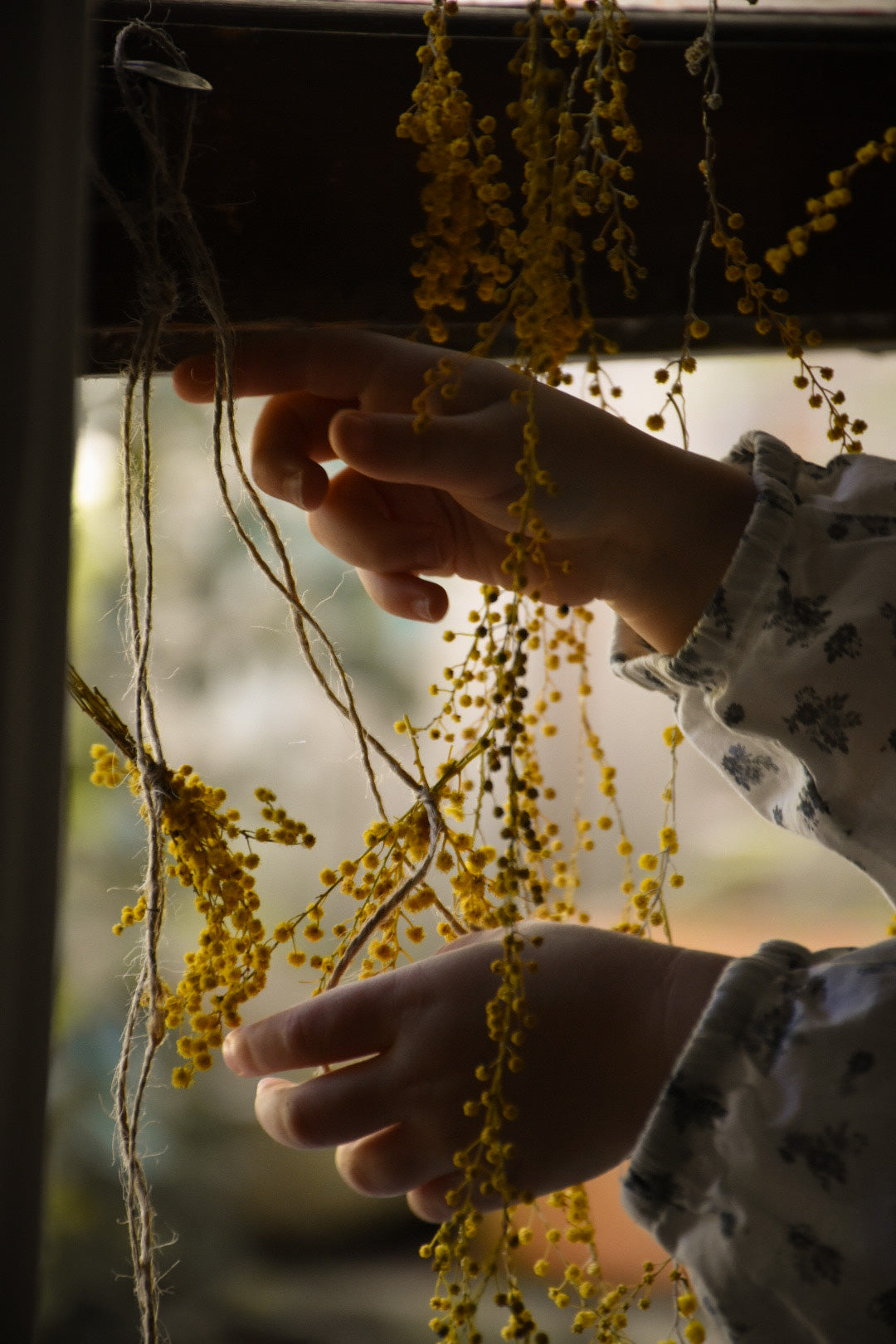 amble and twine dried flowers australia wattle season how to dry and create with australian acacias