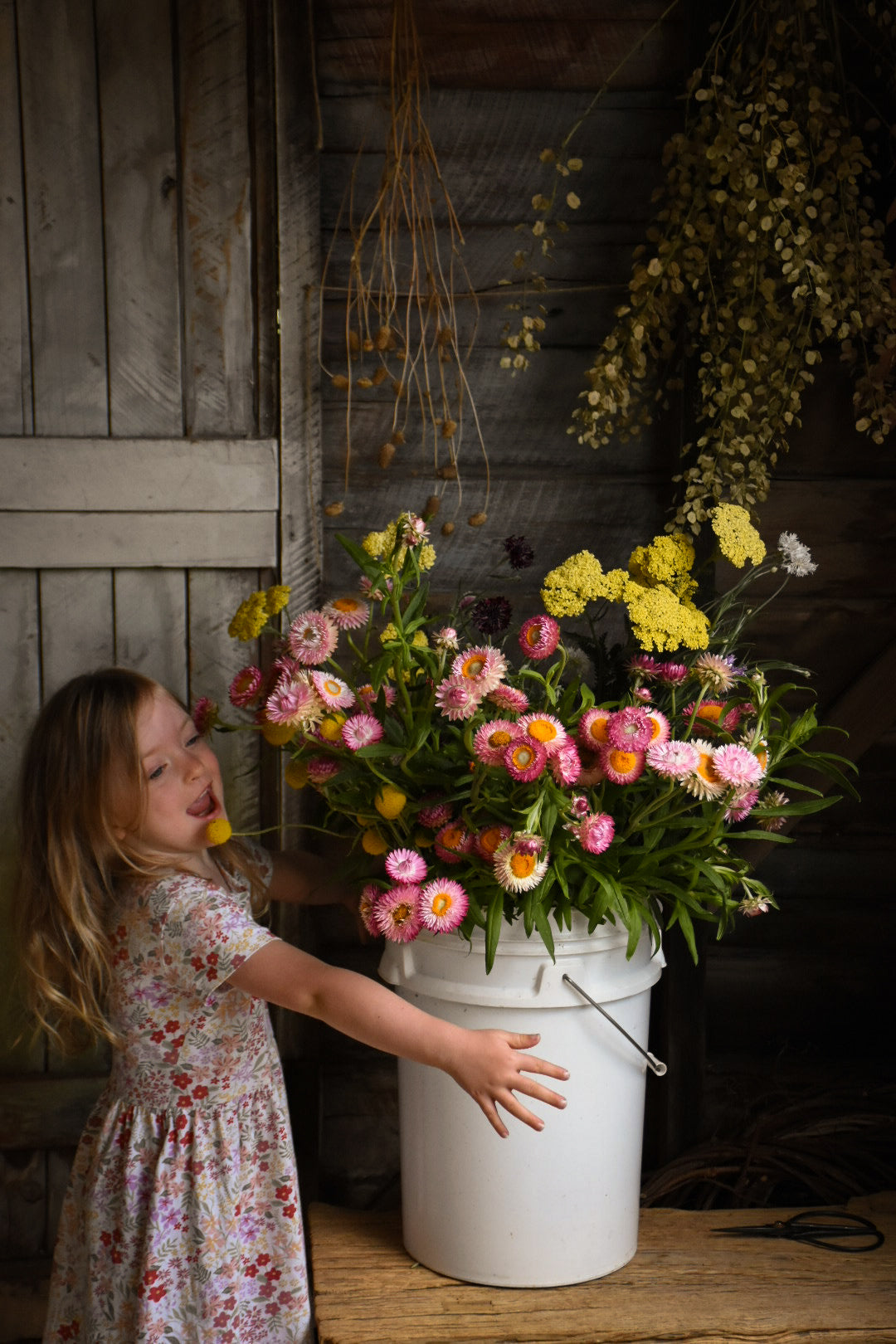 discover the best dried flowers australia has to offer amble and twine