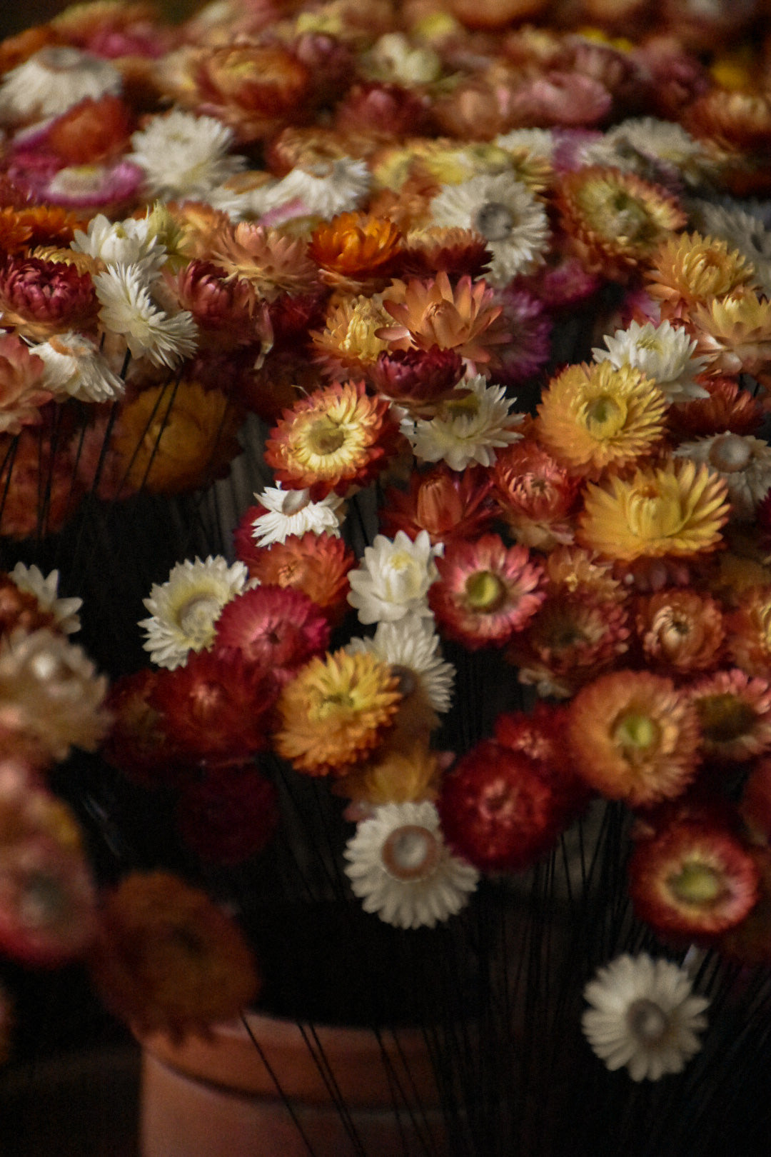 amble and twine dried flowers australia how to wire strawflowers