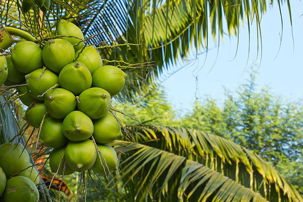 GF-coconut