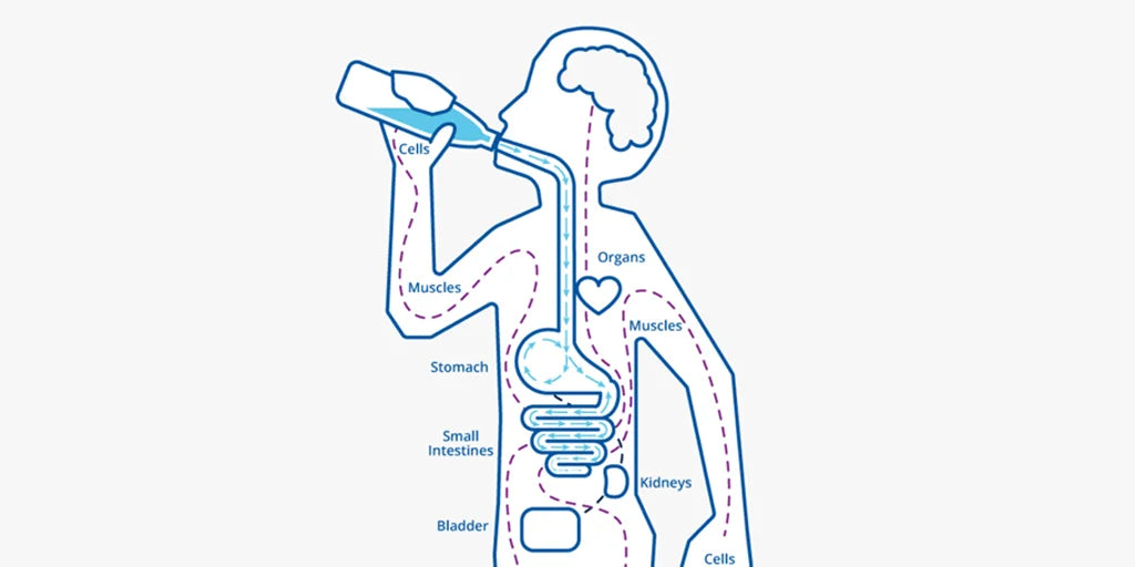 Water`s journey through your body