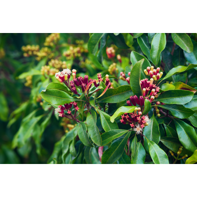 cloves spice plant