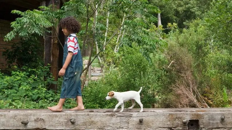 mon chien comprend-il mon amour