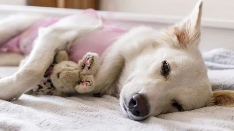 combien coûte la stérilisation d'un chien