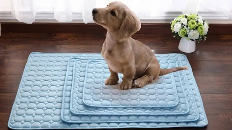 Un petit chiot assis sur des tapis rafraîchissants bleus empilés de tailles différentes, avec de la lumière naturelle et un vase de fleurs en arrière-plan.