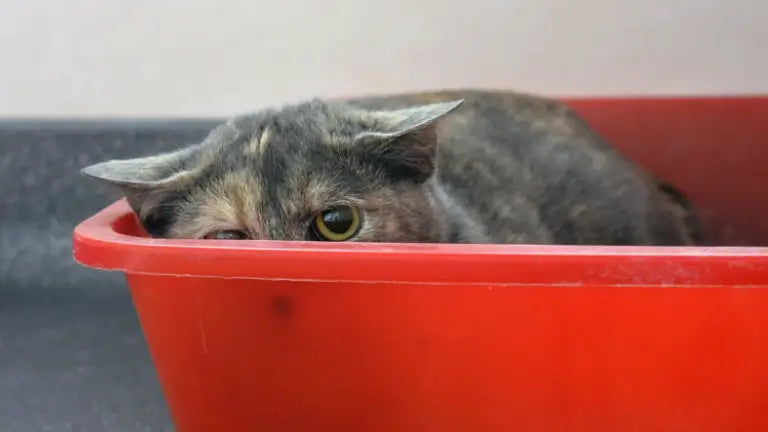 Un chat gris et brun qui jette un œil inquiet au-dessus d’un bac à litière rouge vif, les yeux grands ouverts et les oreilles baissées