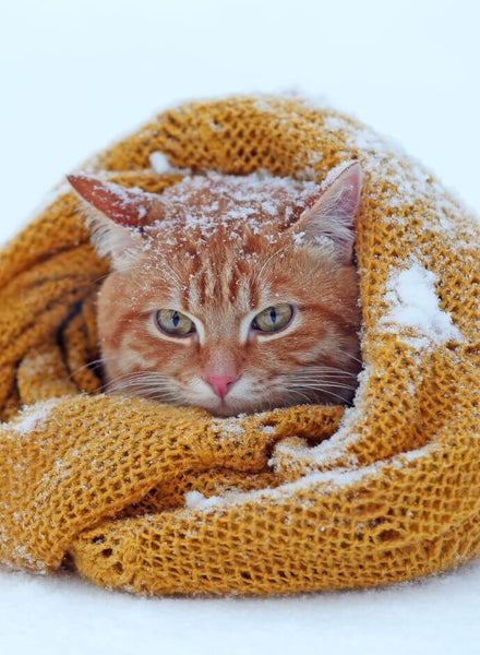 Gardez vos animaux au chaud