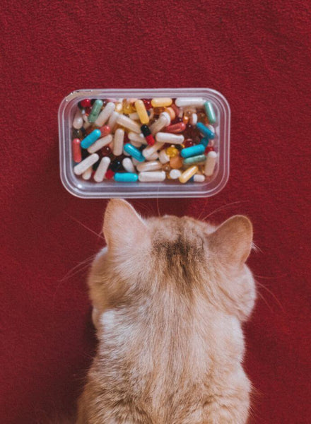 médicament liquide pour chat