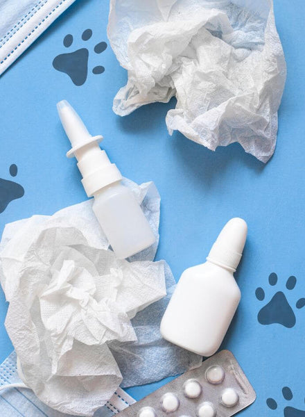 Aide contre les allergies des chiens