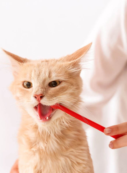 médicament liquide pour chat