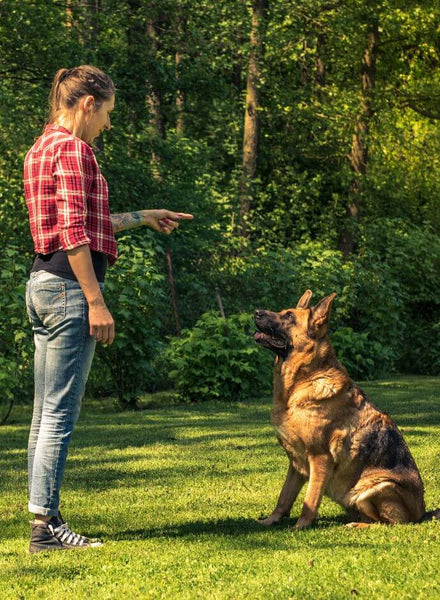 Les races de chiens jaloux