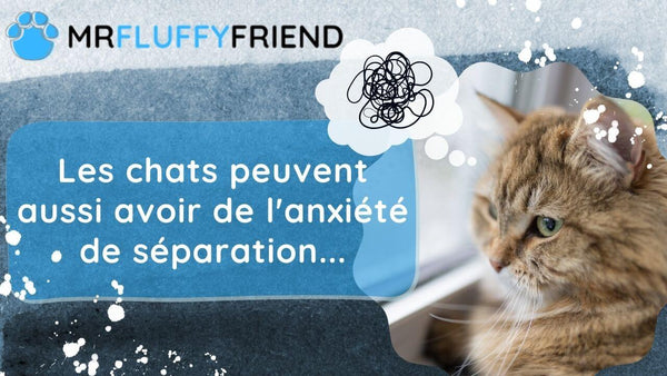 anxiete-de-separation-chats