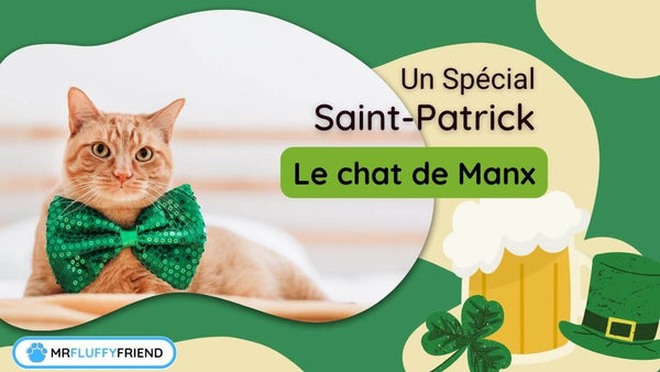 Quest-ce-quun-chat-Manx