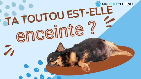 Soins-chienne-enceinte