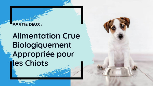 Nourriture-crue-pour-chiots