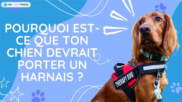 Harnais-pour-chien