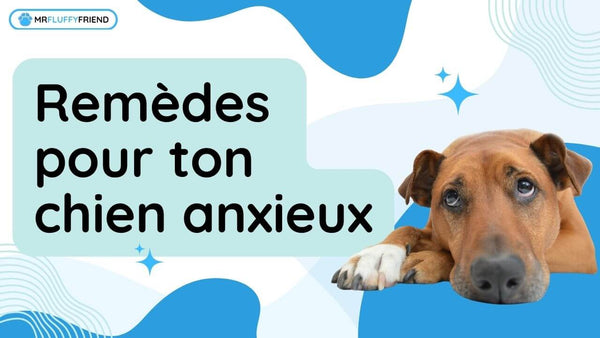 chien anxieux remedes