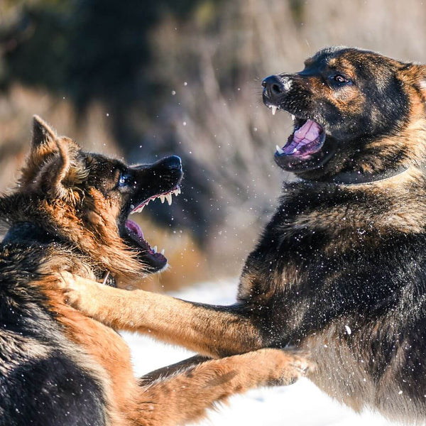 Les races de chiens jaloux