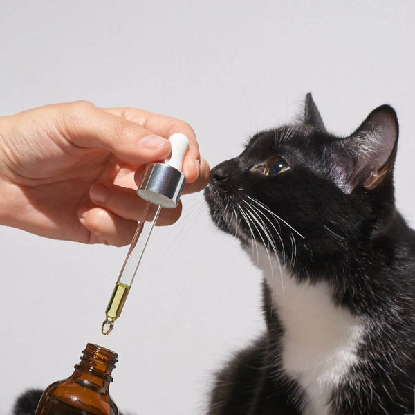médicament liquide pour chat