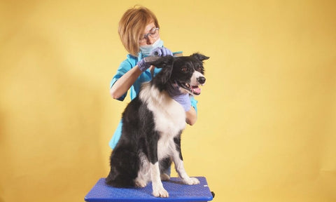 cuidados com border Collie