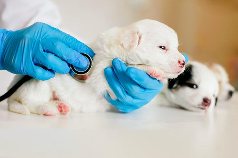 cuidar de um filhote de cachorro