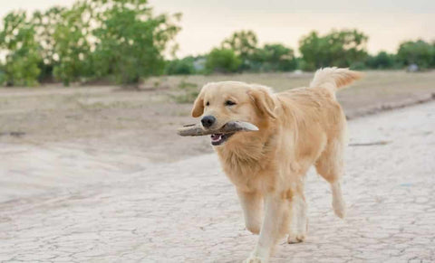 curiosidades sobre Golden Retriever