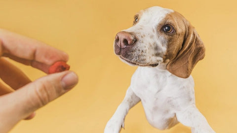 como é feito o adestramento com clicker