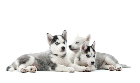 filhote de Husky Siberiano