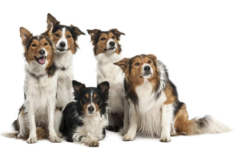 história do Border Collie