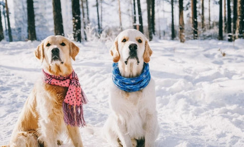 história e origem do Golden Retriever