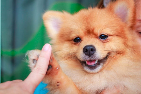 Lulu da Pomerânia é o Spitz Alemão? Descubra!