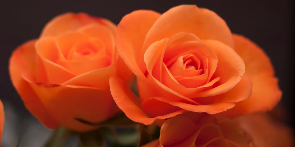 orange roses