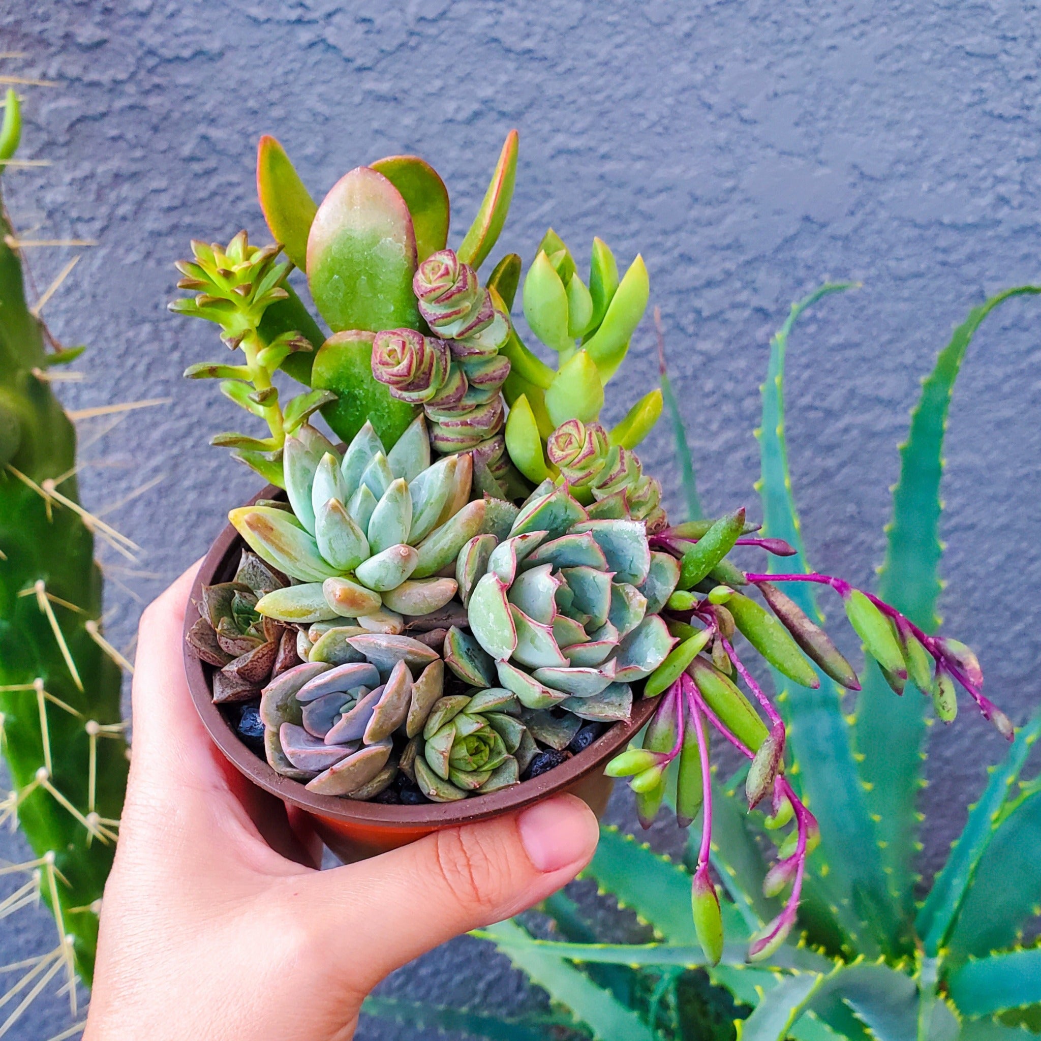 4 Inch Mix Arrangement