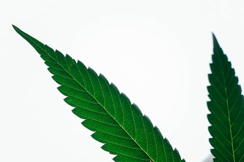 Hemp plant leaf