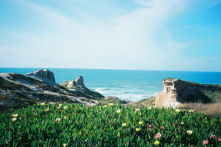 view of a flowery cliff with green grass and a turquoise ocean