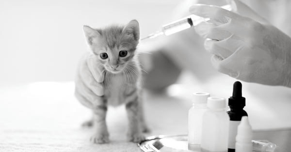 10 Most Common Cat Health Problems 2 - Dr. Jeff Werber Celebrity Veterinarian Hollywood CA Blog