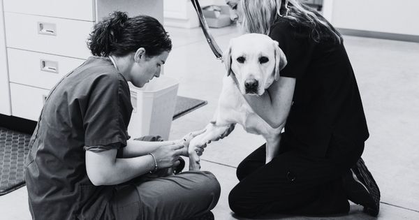 Differences Between a Licensed Vet Tech & Veterinarian