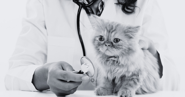 Differences Between a Licensed Vet Tech & Veterinarian