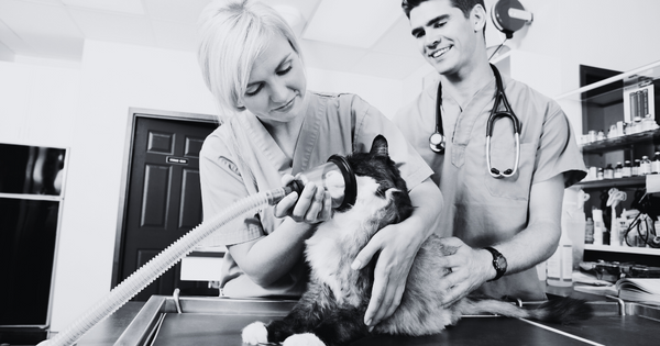 Common Vet Surgeries