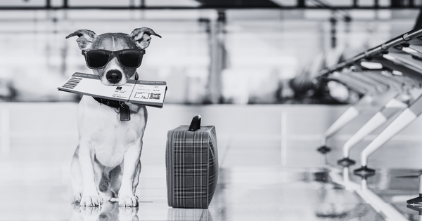 Delta Airlines Pets