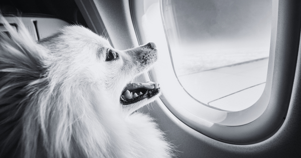 Pet-Friendly Airline