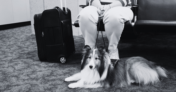 Frontier Airlines Pets