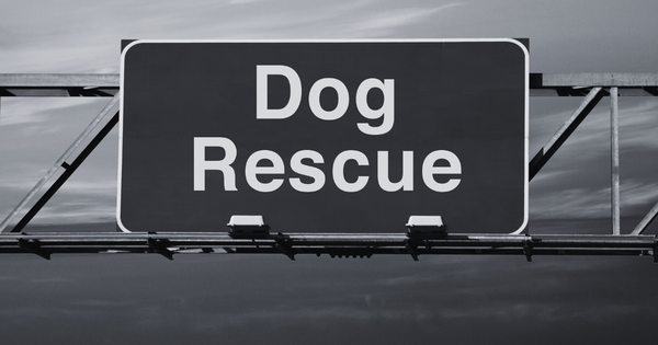 Dog Rescue Organizations