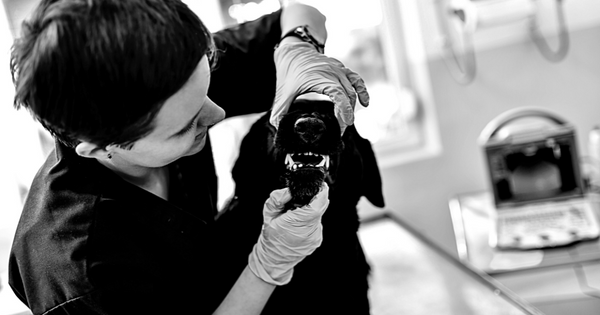 Can Dogs Get Gingivitis? And Other Pet Dental Questions, Answered 4 - Canva Image - Dr. Jeff Werber Veterinarian Blog