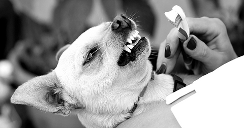 Can Dogs Get Gingivitis? And Other Pet Dental Questions, Answered 5 - Canva Image - Dr. Jeff Werber Veterinarian Blog